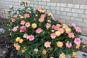 2626 Shoreline Dr, Sherman, TX 75092 - Photo 18