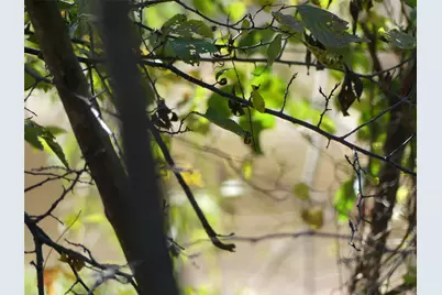 Tbd Fm 1749, Forestburg, TX 76239 - Photo 16