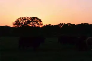 25+ Ac Lcr 102 Rd, Axtell, TX 76673 - Photo 38