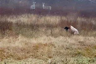 58+ Ac Cr 102 Rd, Axtell, TX 76673 - Photo 36