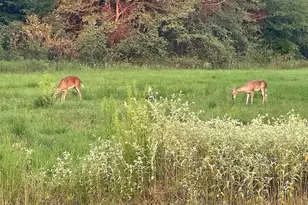 454 Vz County Road 2206, Canton, TX 75103 - Photo 4