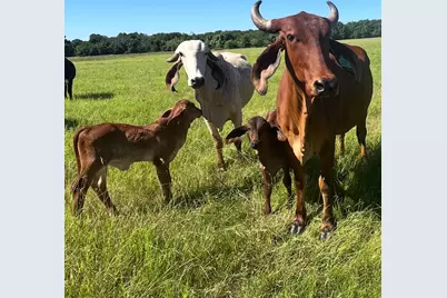 Tbd #16 Out Of 13345 Briar Road, Azle, TX 76020 - Photo 24
