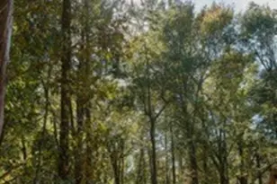 Lot 15 Private Road 5948, Yantis, TX 75765 - Photo 8