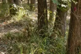 Lot 15 Private Road 5948, Yantis, TX 75497 - Photo 12