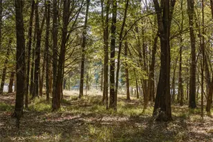 Lot 16 Private Road 5948, Yantis, TX 75497 - Photo 6