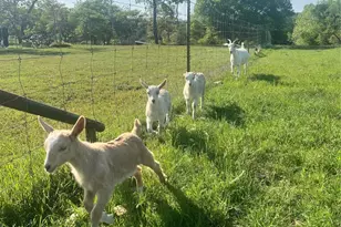 650 Co Rd 268, Oglesby, TX 76561 - Photo 40