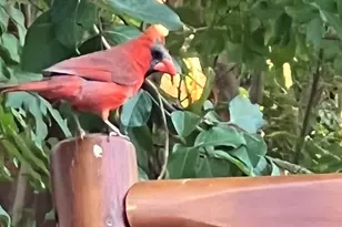 4223 Castle Rock Ct, Irving, TX 75038 - Photo 24