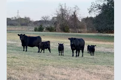 Tbd County Road 3827, Wills Point, TX 75169 - Photo 20