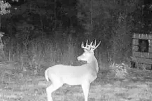 Tbd Cr 1579-1, Avinger, TX 75630 - Photo 12