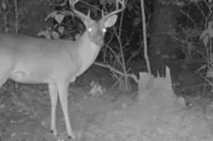 Tbd Cr 1579-2, Avinger, TX 75630 - Photo 10