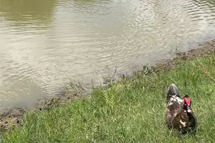 13265 FM1385, Pilot Point, TX 76258 - Photo 38