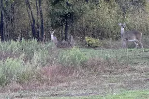 915 Old Stephenville Rd, Hico, TX 76457 - Photo 4