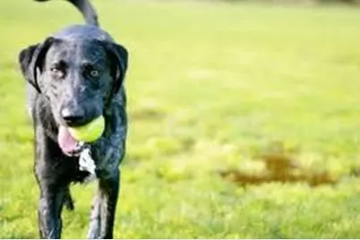 1385 Clementine Trail, Justin, TX 76247 - Photo 14