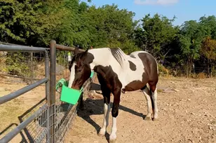 525 Brazos Hills Dr, Weatherford, TX 76087 - Photo 4