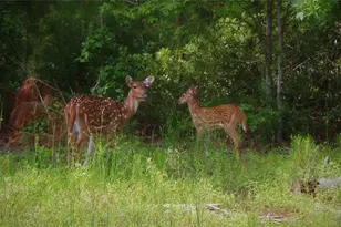 Lot 401 Mallard Way, LaRue, TX 75770 - Photo 16