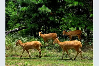 Lot 401 Mallard Way, LaRue, TX 75770 - Photo 28