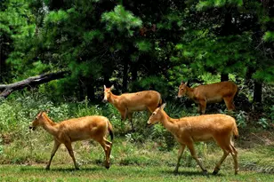 Lot 401 Mallard Way, LaRue, TX 75770 - Photo 28