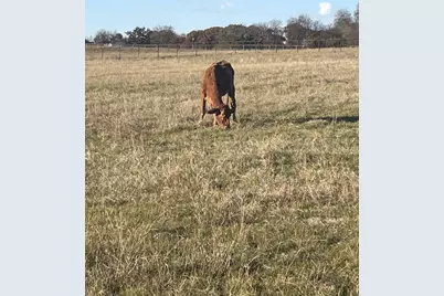 11321 Wild Rose Lane, Anna, TX 75409 - Photo 4