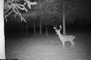 803-2 Westshore Dr, Saint Paul, TX 75098 - Photo 34