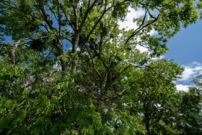 108 Williams Street, Terrell, TX 75160 - Photo 1