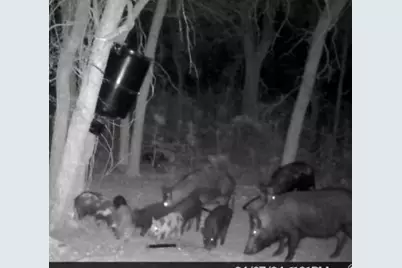 200 Patterson Lane, Palo Pinto, TX 76484 - Photo 20