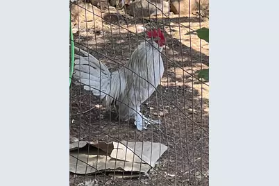 6901 Hawk Road, Flower Mound, TX 75022 - Photo 2