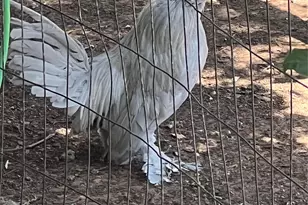 6901 Hawk Road, Flower Mound, TX 75022 - Photo 2