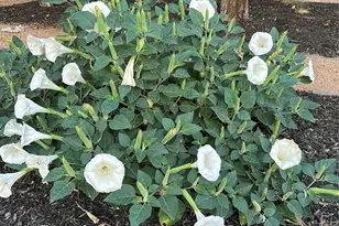 1606 Treehouse Ln N, Keller, TX 76262 - Photo 34