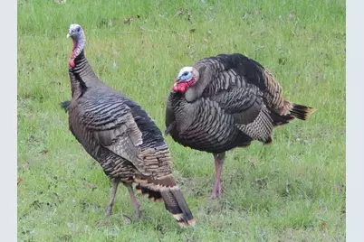 1377 Spring Valley Trail, Whitney, TX 76692 - Photo 26