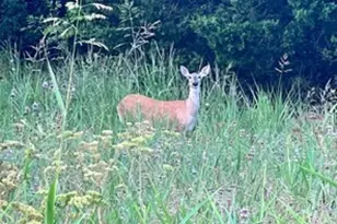 2112 Benjamin Creek Dr, Little Elm, TX 75068 - Photo 38