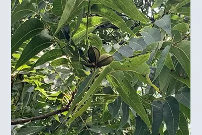 590 County Road 1570, Alba, TX 75410 - Photo 24