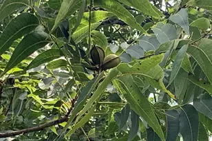 590 Co Rd 1570, Alba, TX 75410 - Photo 24