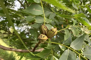 590 Co Rd 1570, Alba, TX 75410 - Photo 26