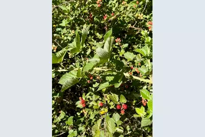 0 County Rd 1110, Celeste, TX 75423 - Photo 16