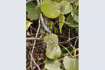 0 U S Hwy 175, Eustace, TX 75124 - Photo 12