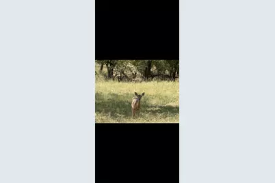 Ranch 41 County Road 208, Hico, TX 76457 - Photo 14