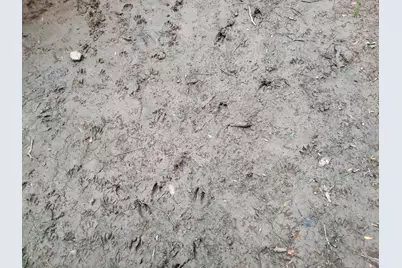 Tbd County Rd 1119, Brashear, TX 75420 - Photo 6