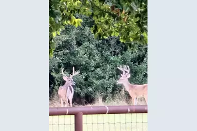 433 Wilderness Trail, Royse City, TX 75189 - Photo 40