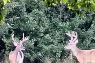 433 Wilderness Trail, Royse City, TX 75189 - Photo 40