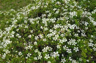 433 Wilderness Trail, Royse City, TX 75189 - Photo 38