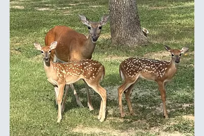575 County Road 3581, Paradise, TX 76073 - Photo 24