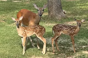 575 Co Rd 3581, Paradise, TX 76073 - Photo 24