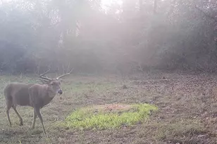 Tbd Cr 2737-1, Naples, TX 75568 - Photo 24