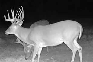 Tbd Cr 2738, Naples, TX 75568 - Photo 12