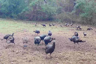 Tbd Cr 2738, Naples, TX 75568 - Photo 22