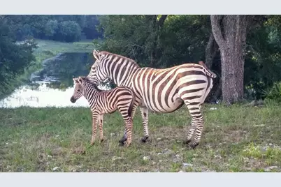 Tract 2 County Road 208, Lampasas, TX 76550 - Photo 8