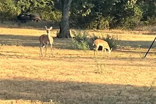 310 Centeridge Ln, Graham, TX 76450 - Photo 22