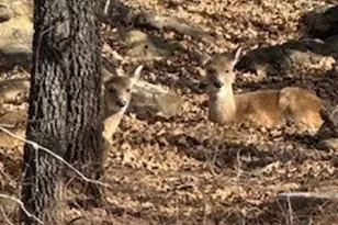 138 Cortez Dr, Nocona, TX 76255 - Photo 1