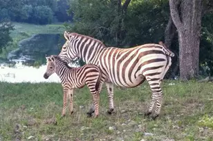 6101 Co Rd 208, Lampasas, TX 76550 - Photo 6