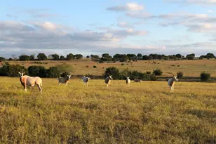 6101 Co Rd 208, Lampasas, TX 76550 - Photo 8